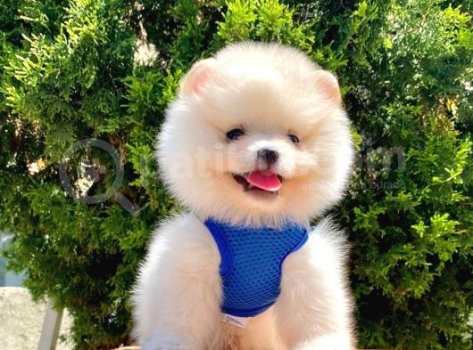 Safkan Pomeranian Boo Yavrular görsel