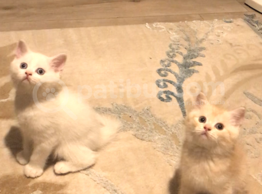 Karamel Oğlumuz görsel
