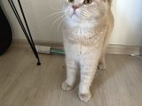 Scottish Fold Cream