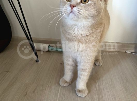 Scottish Fold Cream