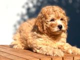 Tedyface Toy Poodle
