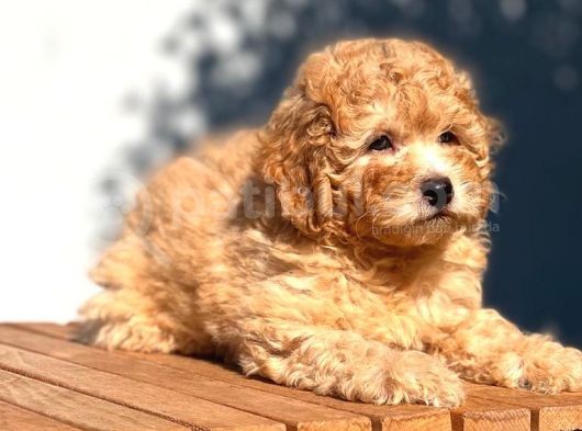 Tedyface Toy Poodle görsel