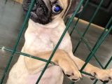 Pug Mops 0 Burun Gül Kuyruk