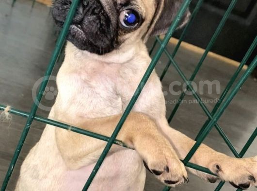 Pug Mops 0 Burun Gül Kuyruk görsel