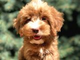Dizayn Irk Maltıpoo Güzelliği
