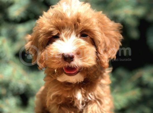 Dizayn Irk Maltıpoo Güzelliği görsel