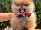 Safkan Pomeranian Boo Yavrular