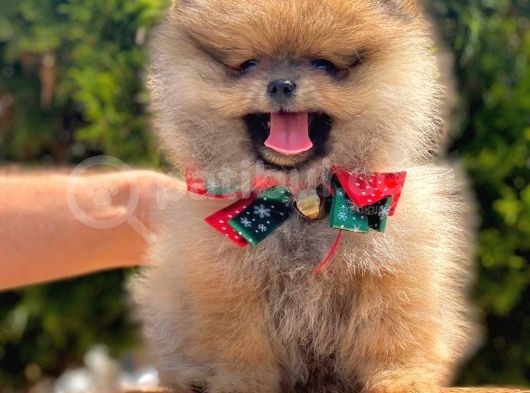 Safkan Pomeranian Boo Yavrular görsel