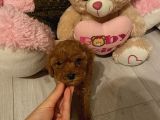 Peluş Oyuncak Tadinda Toypoodle Bebi̇şler