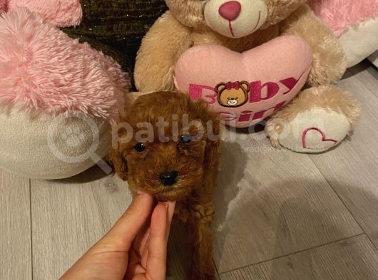 Peluş Oyuncak Tadinda Toypoodle Bebi̇şler görsel