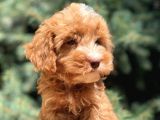 Dizayn Irk Maltıpoo Güzelliği