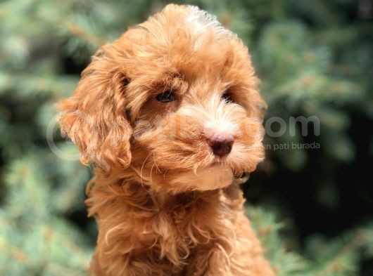 Dizayn Irk Maltıpoo Güzelliği görsel