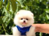Pomeranian Boo Teddy Face Erkek Yavrumuz