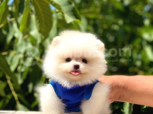 Pomeranian Boo Teddy Face Erkek Yavrumuz görsel