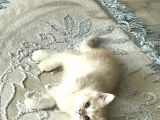 Karamel Oğlumuz
