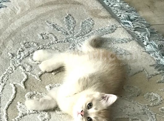 Karamel Oğlumuz görsel