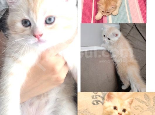 Karamel Oğlumuz görsel