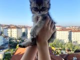 Uygun British Shorthair