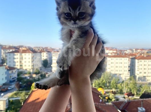 Uygun British Shorthair