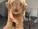 Red Brown Maltipoo Bebeğim