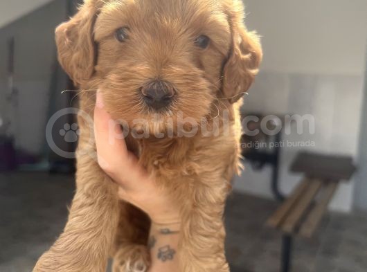 Red Brown Maltipoo Bebeğim görsel