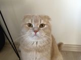 Scottish Fold Cream