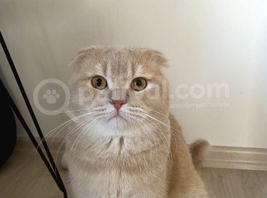 Scottish Fold Cream görsel