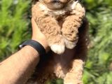 En İyi̇ Görsele Sahi̇p Xxs Malti̇poo