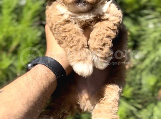 En İyi̇ Görsele Sahi̇p Xxs Malti̇poo görsel