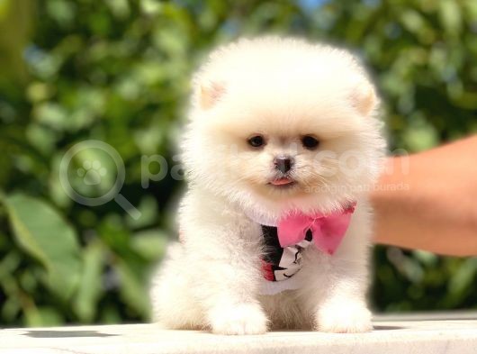 Pomeranian Boo Teddy Face Dişi Yavrumuz görsel
