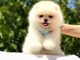 Pomeranian Boo Teddy Face Erkek Yavrumuz