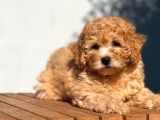 Tedyface Toy Poodle
