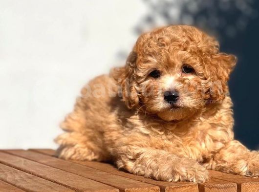 Tedyface Toy Poodle