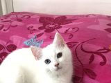 Maviş Kızımızı Sahiplendiriyoruz