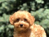Poodle Görselinde Maltıpoo