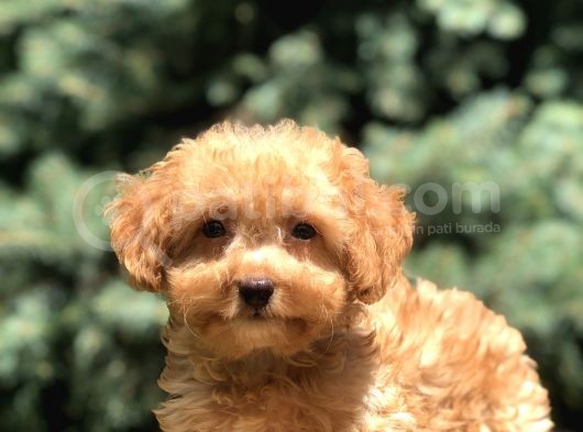 Poodle Görselinde Maltıpoo görsel
