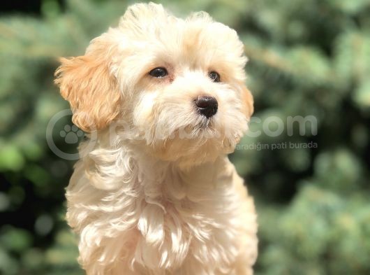Orjinal Maltıpoo görsel