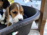 Çiftlikten Beagle Yavrular