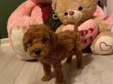 Peluş Oyuncak Tadinda Toypoodle Bebi̇şler