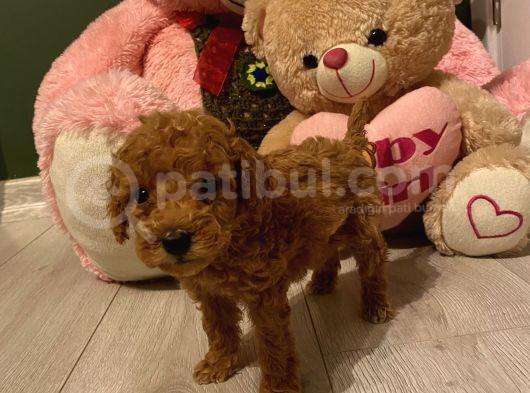 Peluş Oyuncak Tadinda Toypoodle Bebi̇şler görsel