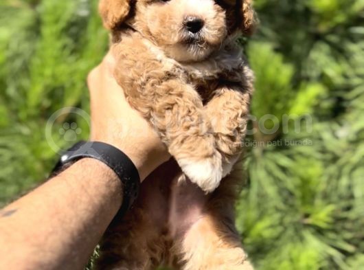 En İyi̇ Görsele Sahi̇p Xxs Malti̇poo
