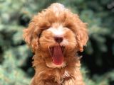 Dizayn Irk Maltıpoo Güzelliği