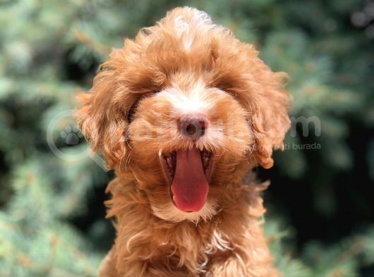 Dizayn Irk Maltıpoo Güzelliği görsel