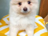 Pomeranian Boo