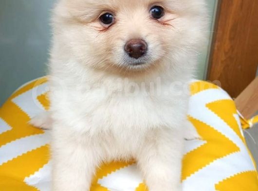 Pomeranian Boo