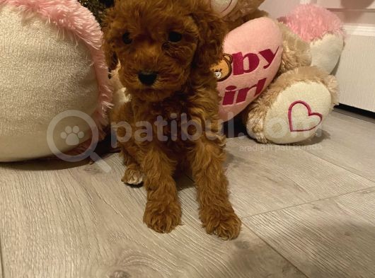 Peluş Oyuncak Tadinda Toypoodle Bebi̇şler görsel