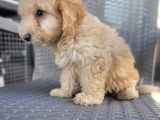 Maltipoo Yavrularimiz