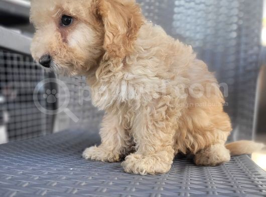 Maltipoo Yavrularimiz görsel