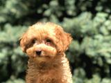 Poodle Görselinde Maltıpoo