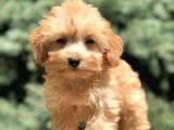 Babyface Maltıpoo